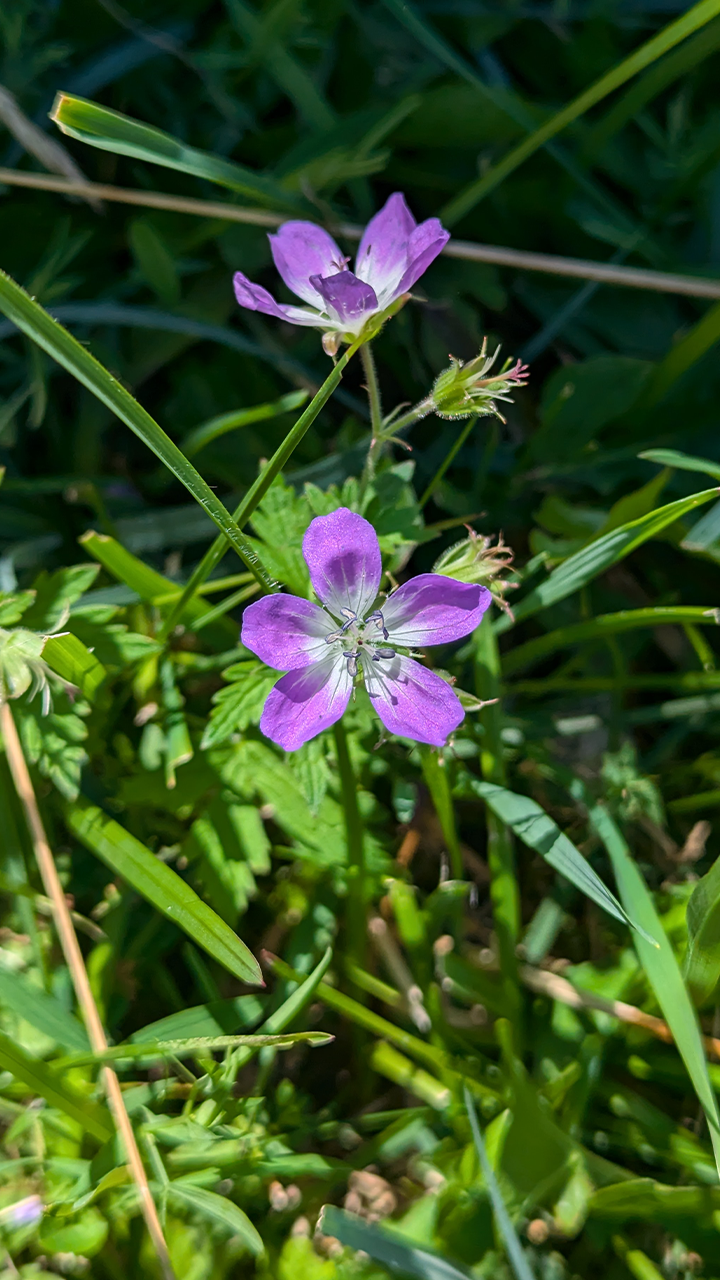 Géranium des bois